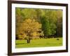 Horses Grazing in Meadow at Cades Cove, Great Smoky Mountains National Park, Tennessee, USA-Adam Jones-Framed Photographic Print