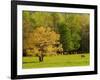 Horses Grazing in Meadow at Cades Cove, Great Smoky Mountains National Park, Tennessee, USA-Adam Jones-Framed Photographic Print