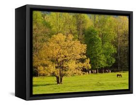 Horses Grazing in Meadow at Cades Cove, Great Smoky Mountains National Park, Tennessee, USA-Adam Jones-Framed Stretched Canvas