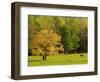 Horses Grazing in Meadow at Cades Cove, Great Smoky Mountains National Park, Tennessee, USA-Adam Jones-Framed Photographic Print