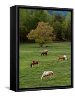 Horses Grazing in Meadow, Cades Cove, Great Smoky Mountains National Park, Tennessee, USA-Adam Jones-Framed Stretched Canvas