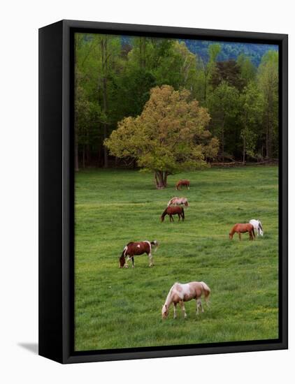 Horses Grazing in Meadow, Cades Cove, Great Smoky Mountains National Park, Tennessee, USA-Adam Jones-Framed Stretched Canvas