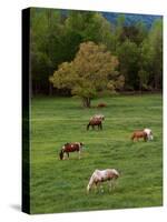 Horses Grazing in Meadow, Cades Cove, Great Smoky Mountains National Park, Tennessee, USA-Adam Jones-Stretched Canvas