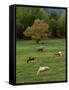 Horses Grazing in Meadow, Cades Cove, Great Smoky Mountains National Park, Tennessee, USA-Adam Jones-Framed Stretched Canvas