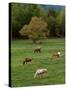 Horses Grazing in Meadow, Cades Cove, Great Smoky Mountains National Park, Tennessee, USA-Adam Jones-Stretched Canvas