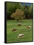 Horses Grazing in Meadow, Cades Cove, Great Smoky Mountains National Park, Tennessee, USA-Adam Jones-Framed Stretched Canvas