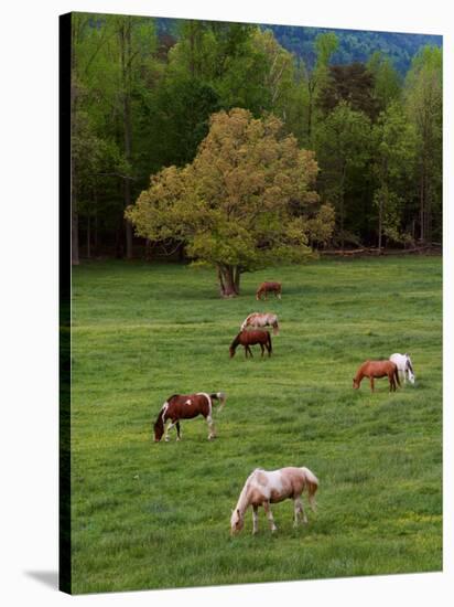 Horses Grazing in Meadow, Cades Cove, Great Smoky Mountains National Park, Tennessee, USA-Adam Jones-Stretched Canvas