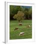 Horses Grazing in Meadow, Cades Cove, Great Smoky Mountains National Park, Tennessee, USA-Adam Jones-Framed Premium Photographic Print