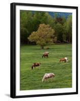 Horses Grazing in Meadow, Cades Cove, Great Smoky Mountains National Park, Tennessee, USA-Adam Jones-Framed Premium Photographic Print