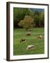 Horses Grazing in Meadow, Cades Cove, Great Smoky Mountains National Park, Tennessee, USA-Adam Jones-Framed Premium Photographic Print