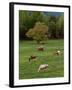 Horses Grazing in Meadow, Cades Cove, Great Smoky Mountains National Park, Tennessee, USA-Adam Jones-Framed Premium Photographic Print