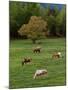 Horses Grazing in Meadow, Cades Cove, Great Smoky Mountains National Park, Tennessee, USA-Adam Jones-Mounted Premium Photographic Print