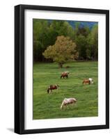 Horses Grazing in Meadow, Cades Cove, Great Smoky Mountains National Park, Tennessee, USA-Adam Jones-Framed Photographic Print