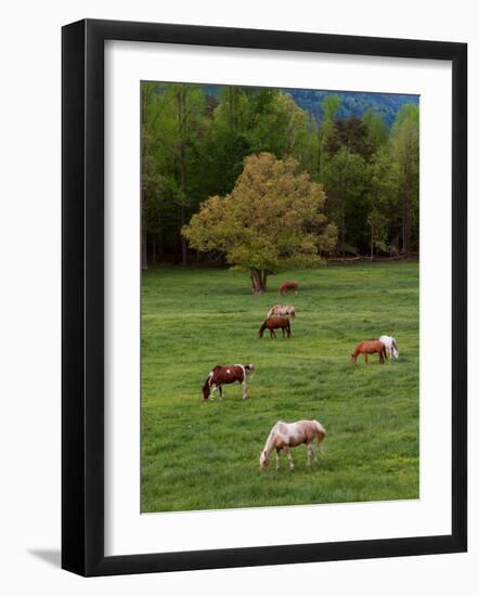 Horses Grazing in Meadow, Cades Cove, Great Smoky Mountains National Park, Tennessee, USA-Adam Jones-Framed Photographic Print