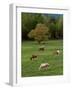 Horses Grazing in Meadow, Cades Cove, Great Smoky Mountains National Park, Tennessee, USA-Adam Jones-Framed Photographic Print