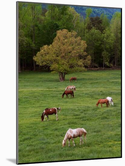 Horses Grazing in Meadow, Cades Cove, Great Smoky Mountains National Park, Tennessee, USA-Adam Jones-Mounted Photographic Print