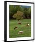 Horses Grazing in Meadow, Cades Cove, Great Smoky Mountains National Park, Tennessee, USA-Adam Jones-Framed Photographic Print