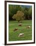 Horses Grazing in Meadow, Cades Cove, Great Smoky Mountains National Park, Tennessee, USA-Adam Jones-Framed Photographic Print