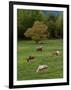 Horses Grazing in Meadow, Cades Cove, Great Smoky Mountains National Park, Tennessee, USA-Adam Jones-Framed Photographic Print