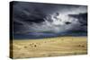 Horses grazing in steppe grassland, Altanbulag, Mongolia-Paul Williams-Stretched Canvas