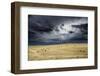 Horses grazing in steppe grassland, Altanbulag, Mongolia-Paul Williams-Framed Photographic Print