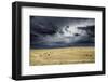 Horses grazing in steppe grassland, Altanbulag, Mongolia-Paul Williams-Framed Photographic Print