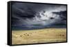 Horses grazing in steppe grassland, Altanbulag, Mongolia-Paul Williams-Framed Stretched Canvas