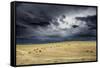 Horses grazing in steppe grassland, Altanbulag, Mongolia-Paul Williams-Framed Stretched Canvas