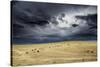 Horses grazing in steppe grassland, Altanbulag, Mongolia-Paul Williams-Stretched Canvas