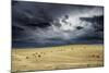 Horses grazing in steppe grassland, Altanbulag, Mongolia-Paul Williams-Mounted Photographic Print
