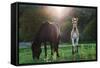 Horses Grazing In Sunset Lights-melis-Framed Stretched Canvas