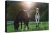 Horses Grazing In Sunset Lights-melis-Stretched Canvas