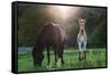 Horses Grazing In Sunset Lights-melis-Framed Stretched Canvas