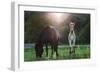 Horses Grazing In Sunset Lights-melis-Framed Photographic Print