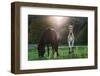 Horses Grazing In Sunset Lights-melis-Framed Photographic Print