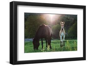 Horses Grazing In Sunset Lights-melis-Framed Photographic Print