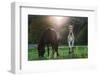 Horses Grazing In Sunset Lights-melis-Framed Photographic Print