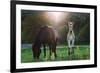 Horses Grazing In Sunset Lights-melis-Framed Photographic Print