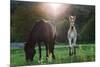 Horses Grazing In Sunset Lights-melis-Mounted Photographic Print