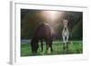 Horses Grazing In Sunset Lights-melis-Framed Photographic Print