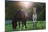 Horses Grazing In Sunset Lights-melis-Mounted Photographic Print