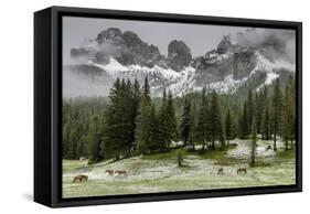 Horses Grazing in the Meadow Blanketed in Summer Snow, Dolomites, Alto Adige or South Tyrol, Italy-Stefano Politi Markovina-Framed Stretched Canvas