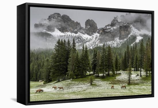 Horses Grazing in the Meadow Blanketed in Summer Snow, Dolomites, Alto Adige or South Tyrol, Italy-Stefano Politi Markovina-Framed Stretched Canvas