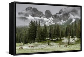 Horses Grazing in the Meadow Blanketed in Summer Snow, Dolomites, Alto Adige or South Tyrol, Italy-Stefano Politi Markovina-Framed Stretched Canvas