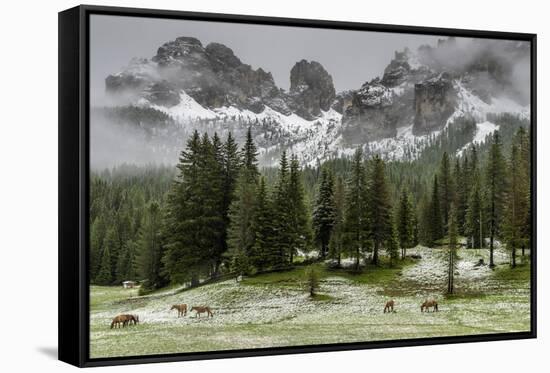 Horses Grazing in the Meadow Blanketed in Summer Snow, Dolomites, Alto Adige or South Tyrol, Italy-Stefano Politi Markovina-Framed Stretched Canvas