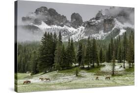 Horses Grazing in the Meadow Blanketed in Summer Snow, Dolomites, Alto Adige or South Tyrol, Italy-Stefano Politi Markovina-Stretched Canvas