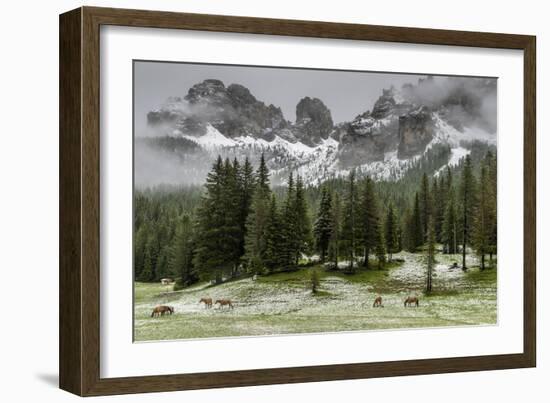 Horses Grazing in the Meadow Blanketed in Summer Snow, Dolomites, Alto Adige or South Tyrol, Italy-Stefano Politi Markovina-Framed Photographic Print