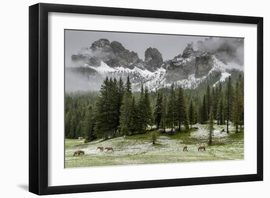 Horses Grazing in the Meadow Blanketed in Summer Snow, Dolomites, Alto Adige or South Tyrol, Italy-Stefano Politi Markovina-Framed Photographic Print