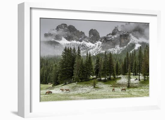 Horses Grazing in the Meadow Blanketed in Summer Snow, Dolomites, Alto Adige or South Tyrol, Italy-Stefano Politi Markovina-Framed Photographic Print