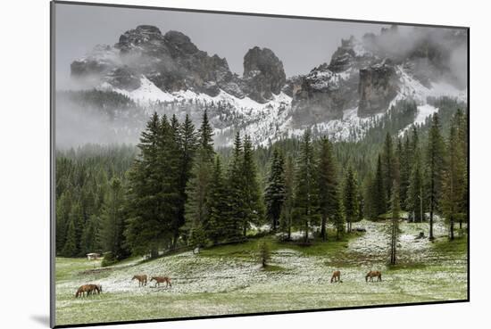 Horses Grazing in the Meadow Blanketed in Summer Snow, Dolomites, Alto Adige or South Tyrol, Italy-Stefano Politi Markovina-Mounted Photographic Print